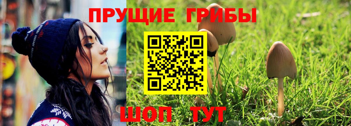 Галлюциногенные грибы GOLDEN TEACHER  как найти   Коркино  Вход с VPN 